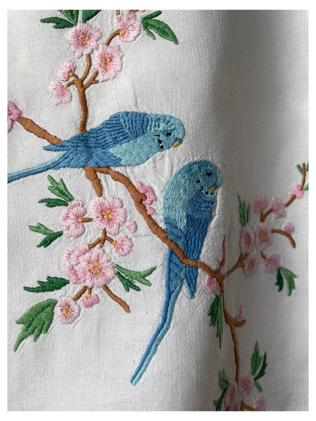 Parakeet